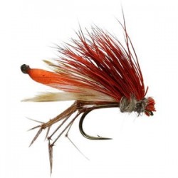 Orange Daddy Hog - 1