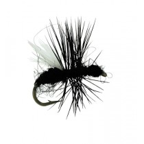 Ant Black, Flying Ant