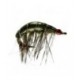 Shrimper Barbless - 1